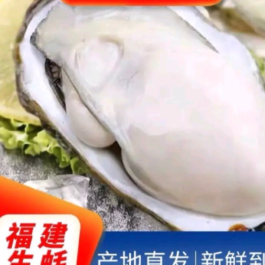 诏安县牡蛎  福建精品生蚝，肥美价格便宜