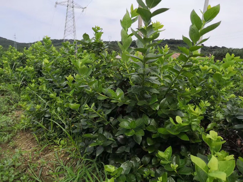 萊克西藍莓苗  藍莓苗新品種綠寶石藍豐北路南方北方盆栽地栽苗