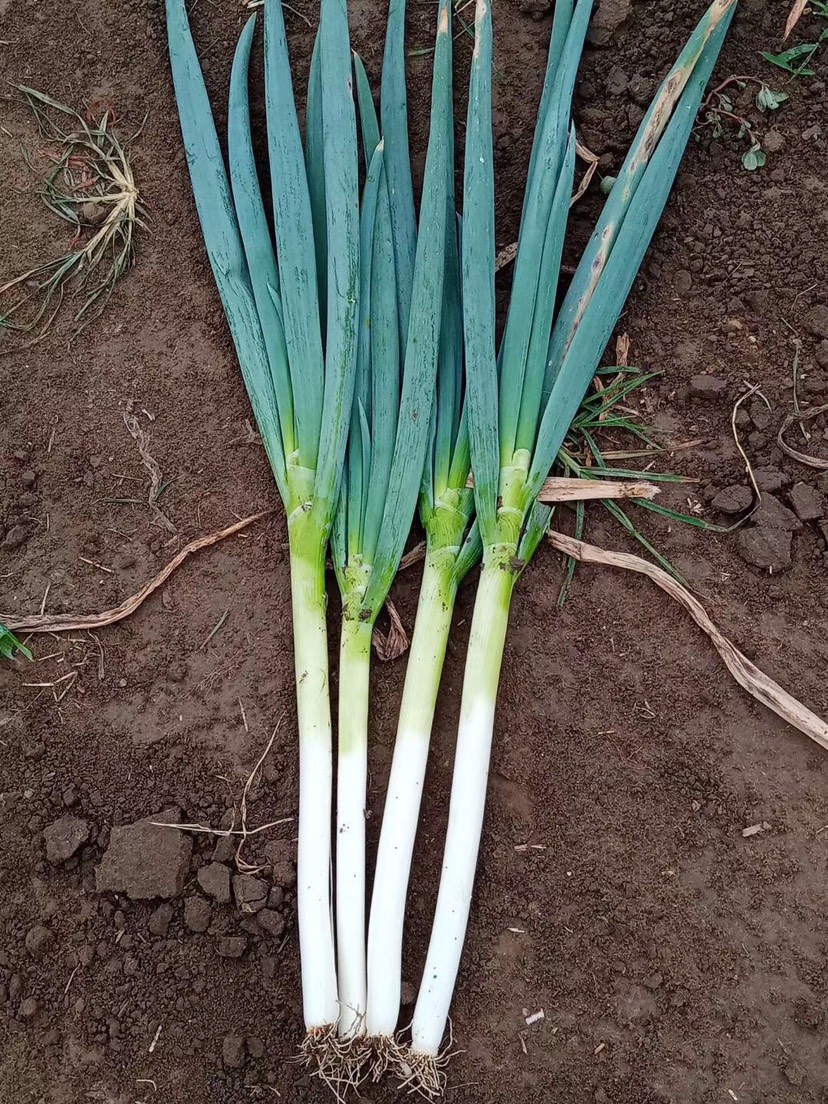 铁杆大葱  平度大葱铁杆 钢葱 硬度高 叶面好 耐运输无烂颗 精品 亮。