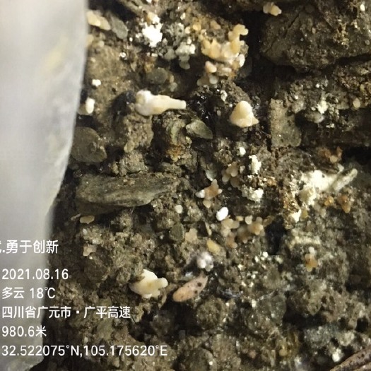 青川县羊肚菌菌种  懂的来！