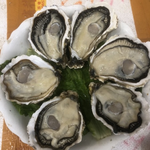 饶平县净化蚝  精品三倍体