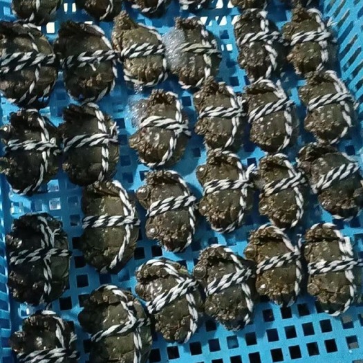 兴化市大闸蟹  品质保证，肉质细嫩饱满