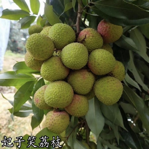 容县妃子笑荔枝苗  妃子笑嫁接带土，广西容县发苗