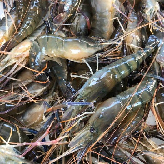 青虾高邮大虾罗氏沼虾金钱虾