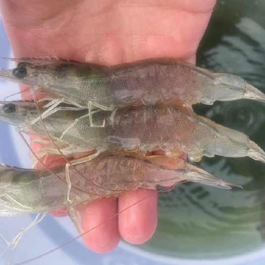 大竹县 南美北对虾即可上市，规格目前34头，每天都有变化