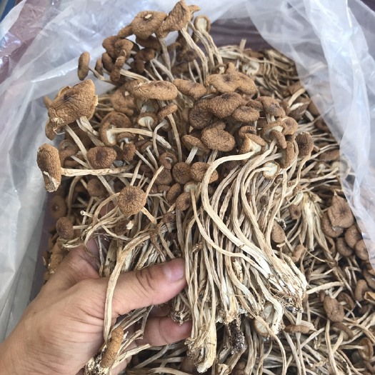 抚州新货 3号茶树菇10斤装