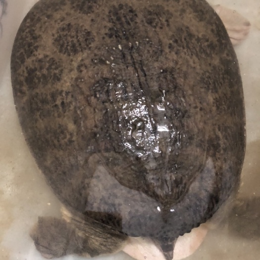 罗定市珍珠鳖  珍珠