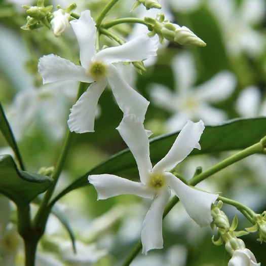 洛阳风车茉莉1加仑