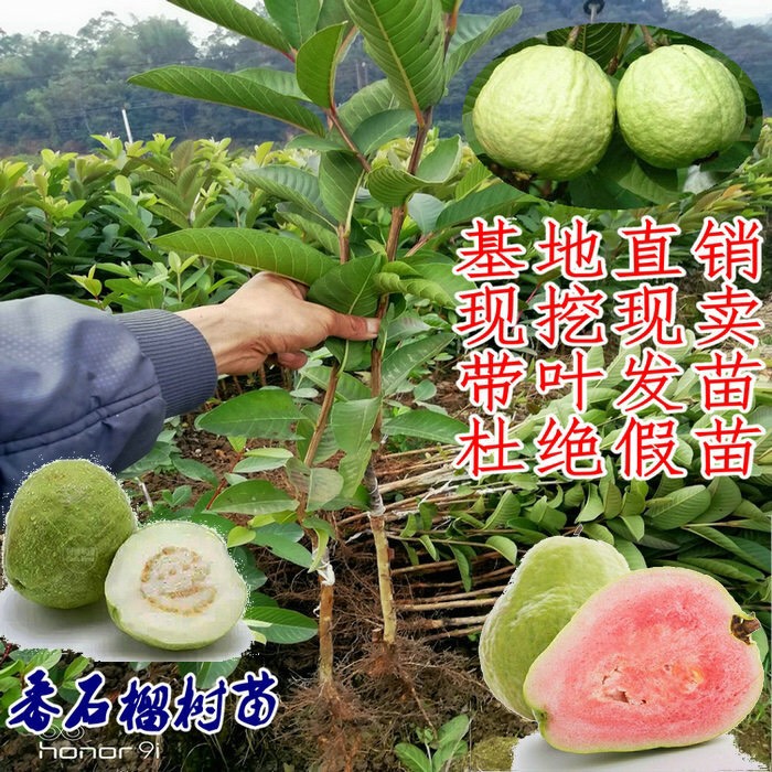 西瓜红 白心 番石榴苗 四季开花结果,现挖现卖带叶发货