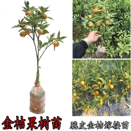 脆皮金桔苗  脆蜜金桔现挖现卖带土带叶发苗