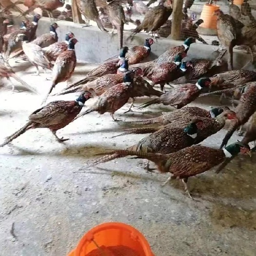  成品山鸡