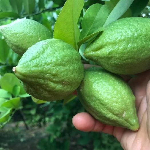 恩平市香水柠檬