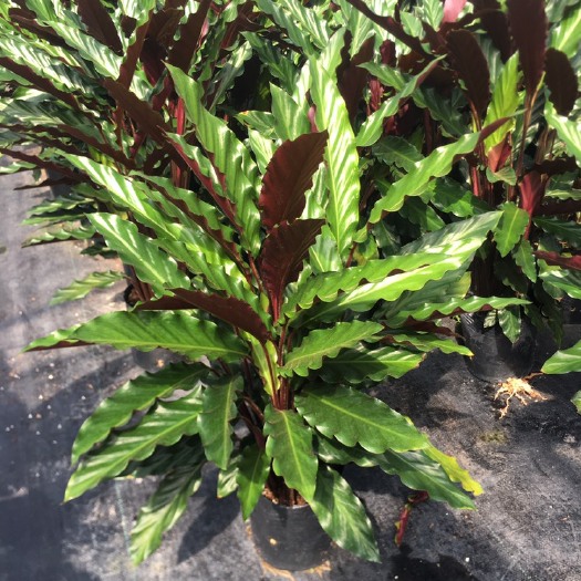 漳平市波浪竹芋盆栽 波浪紫背竹芋网红绿植盆栽产地直销批发