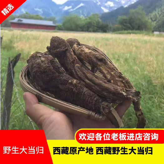 林芝藏当归 藏当归 西藏一手货源 原产地批发 质量保证