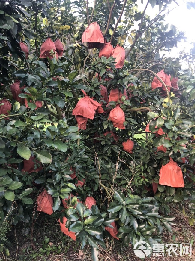 蜜柚 梅州蜜柚 酸甜可口 水份充足 农户种植 一手货源