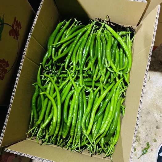 贵阳 辣椒 青辣椒 3号线椒