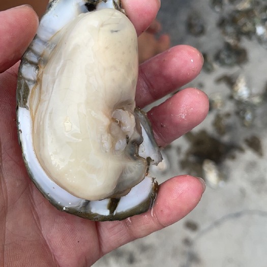 阳西县牡蛎  广东阳江生蚝 产地蚝场全国供应 量大从优 烧烤 餐饮批发