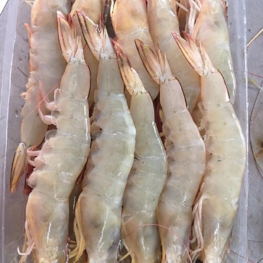 北海中国对虾 北部湾明虾