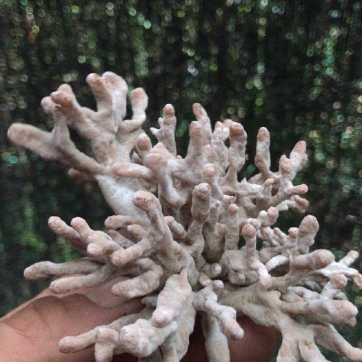 龙爪菇 鲜货 人工种植 盒装