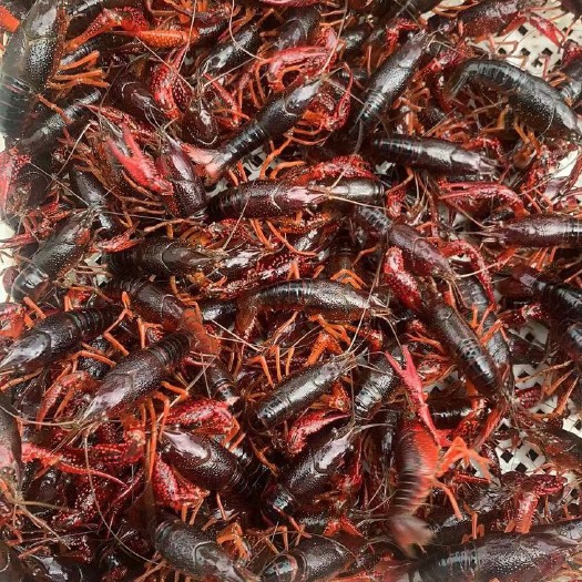 嘉兴 234硬规格青红虾 找稳定老板
