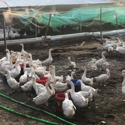 白鹅 8-10斤 统货 半圈养半散养 