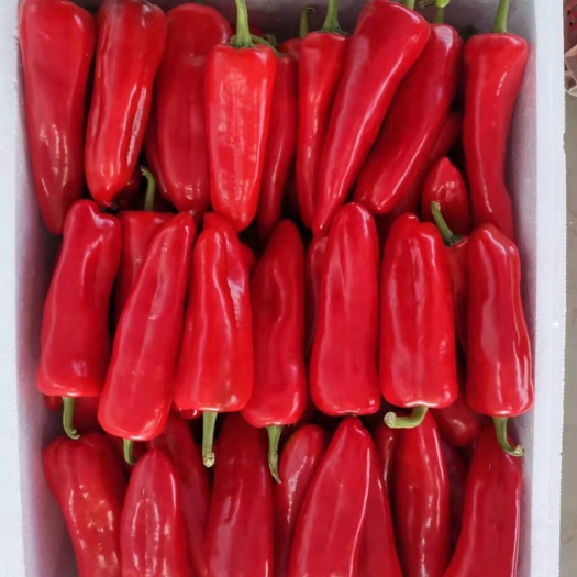 芜湖线椒  大量预售批发各种辣椒，品种齐全，价格优惠，九月底上市
