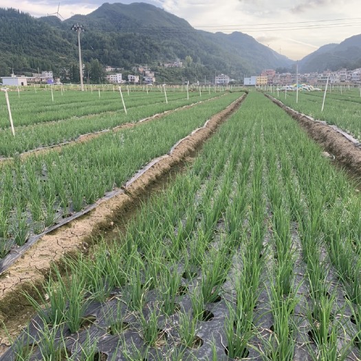 织金县小葱 精品黑葱预定15到20天左右开拔