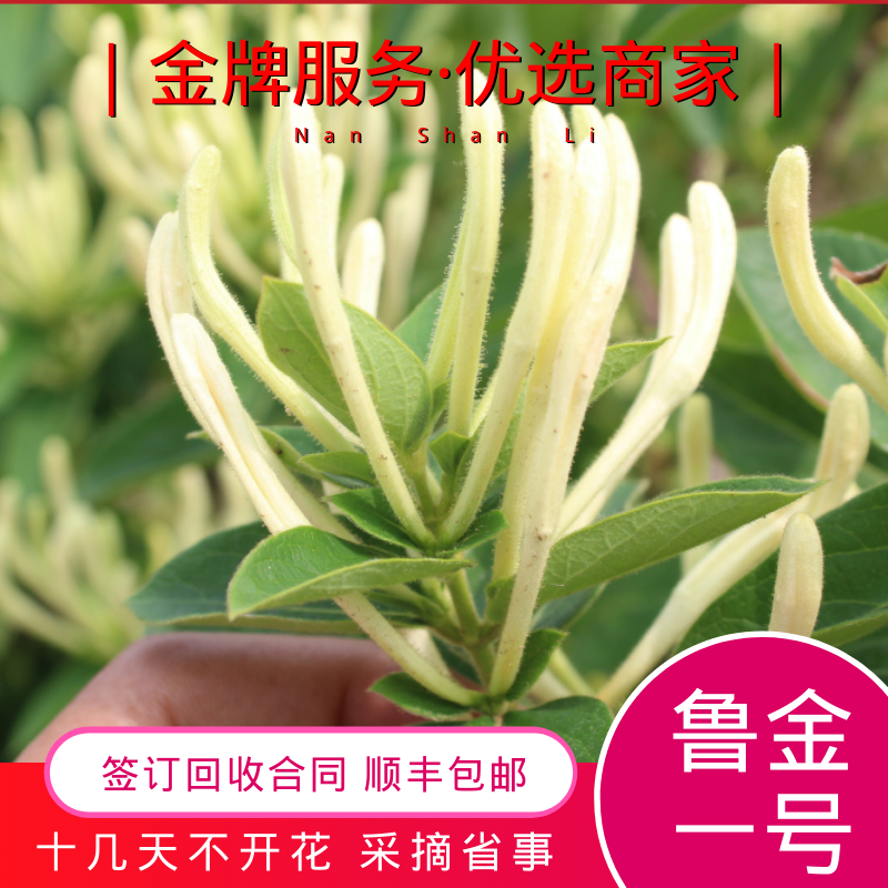 北花一号金银花苗  金银花苗鲁金一号十几天不开花包回收免费提供技术签合同