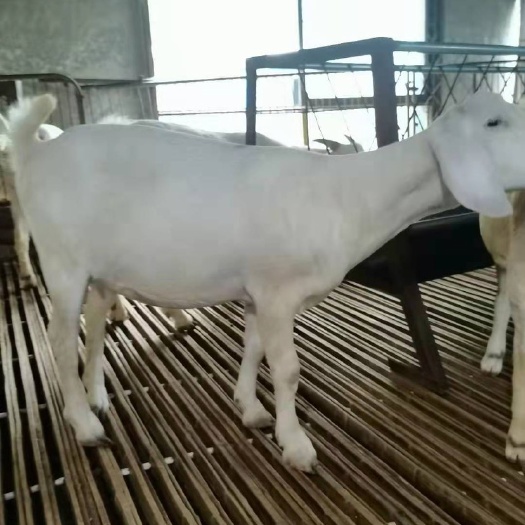 郓城县波尔山羊，小尾寒羊，