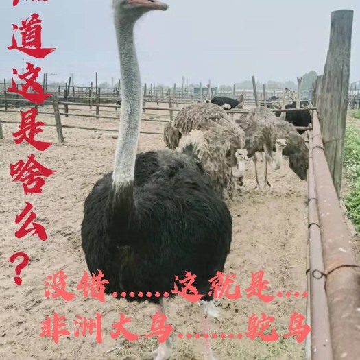 广州非洲鸵鸟幼苗脱温鸵鸟苗大型鸟全国发货可以上面挑选价格优惠