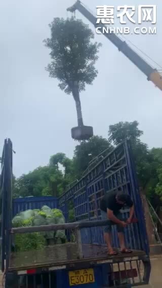 普宁市秋枫 35-40公分