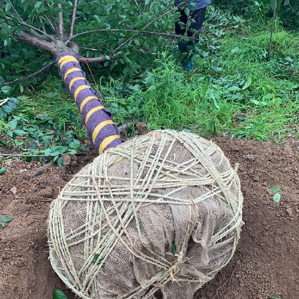 出圃直销各种规格大小福建山樱花，中国红樱，染井吉樱