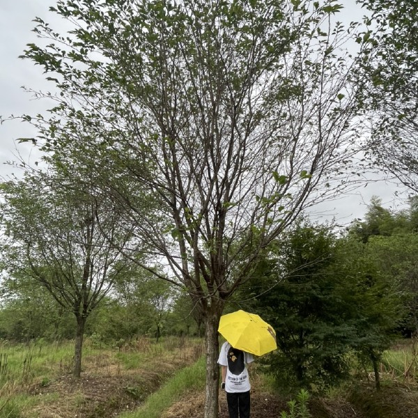 染井吉樱  出圃各种规格大小高矮杆樱花，一手货源