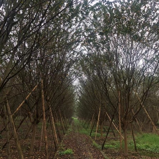 速生紫薇  出圃各种规格大小紫薇，红花紫薇，美国紫薇