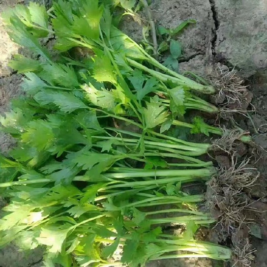 砀山县芹菜苗  法国皇后 品质保障 当天提苗 当天发货