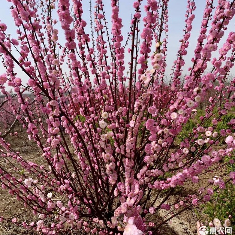 辽宁红叶榆叶梅苗木供应 产地直发 多种运输方式可选