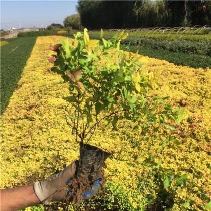 开原市 金焰绣线菊 基地供应批发价格