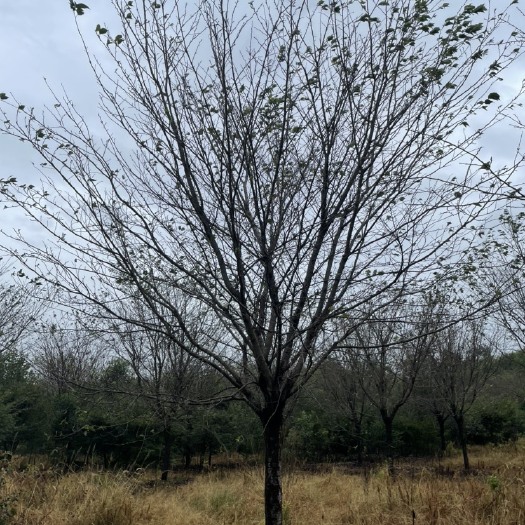 出圃直销各种规格大小福建山樱花，中国红樱，染井吉樱