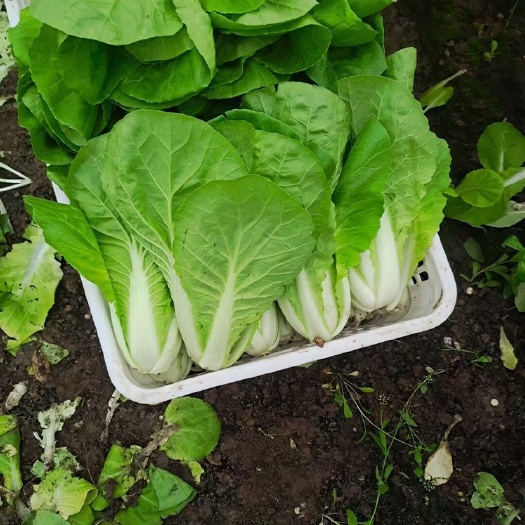 南通毛白菜。上海青大棚直销