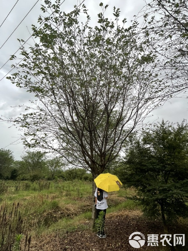 染井吉樱  出圃各种规格大小高矮杆樱花，一手货源