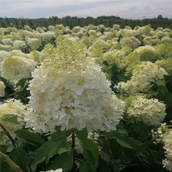 耐寒大花圆锥木绣球 变色木绣球花 木本绣球石灰灯小苗