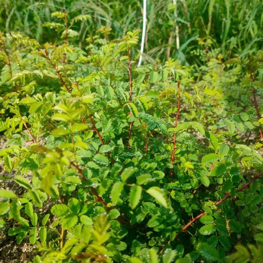 四旺苗圃耐寒黄刺玫花苗 各种刺梅花产地供应