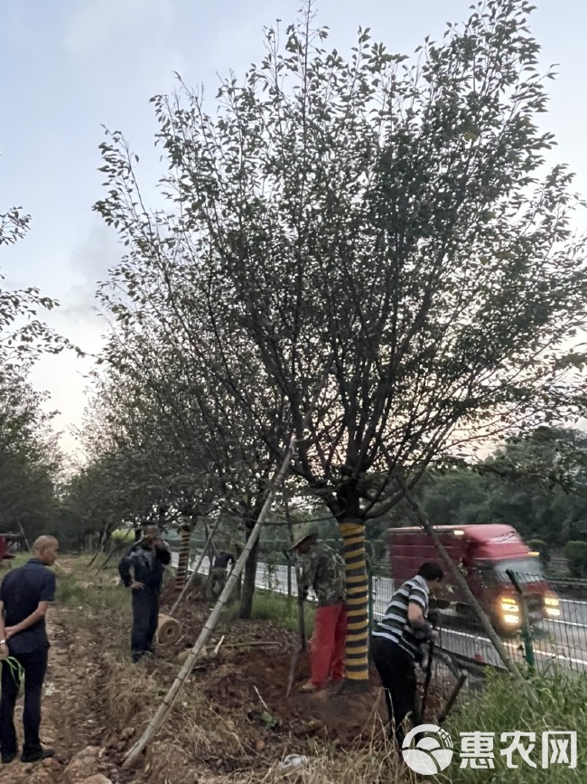 染井吉樱  自家苗圃直销各种规格大小高矮杆樱花