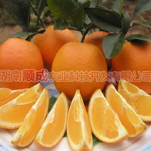 益阳纽荷尔脐橙苗 根系发达成活率高 丰产性强
