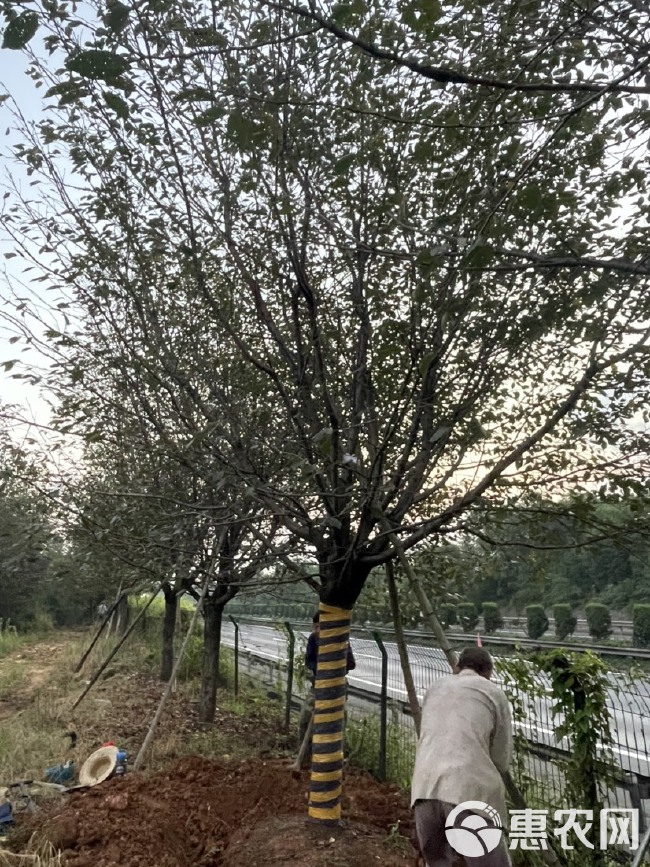 出圃直销各种规格大小福建山樱花，中国红樱，染井吉樱