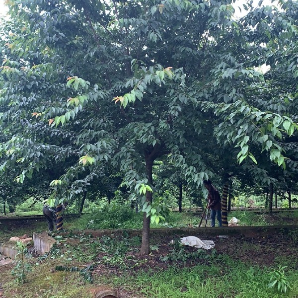 出圃直销各种规格大小福建山樱花，中国红樱，染井吉樱