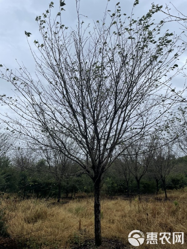 染井吉樱  自家苗圃直销各种规格大小高矮杆樱花