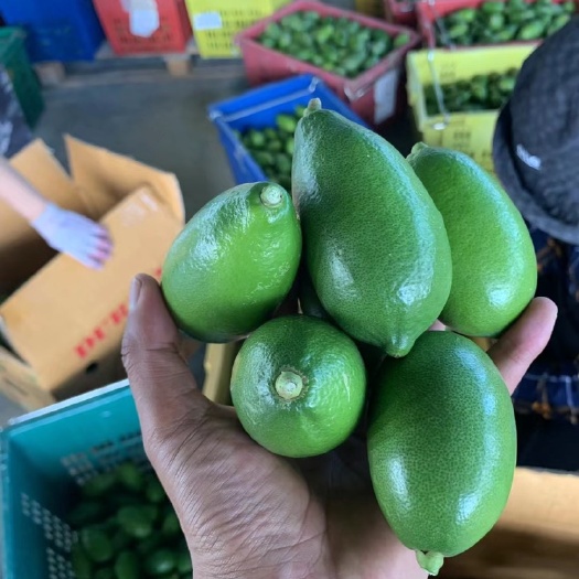 个旧市 海南香水柠檬