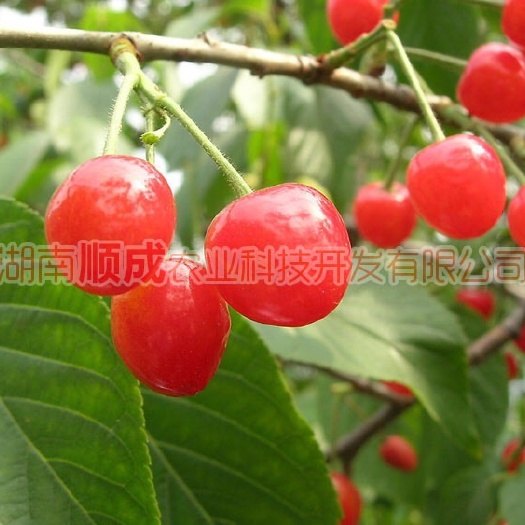 香妃櫻桃苗 南方甜櫻桃新品種 基地直發(fā)