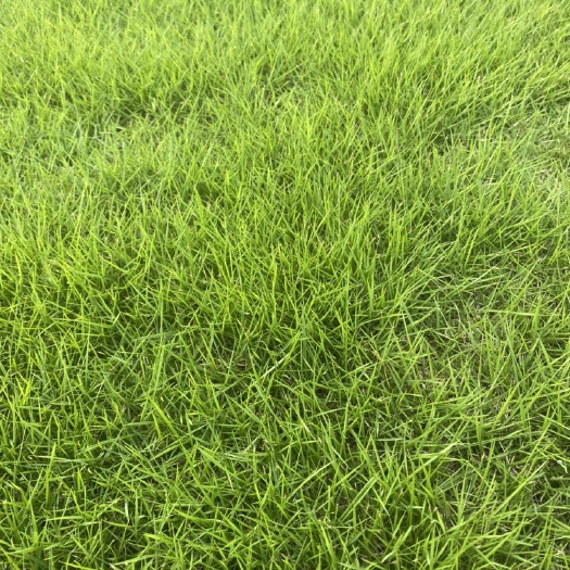 江陵县马尼拉草皮 马尼拉